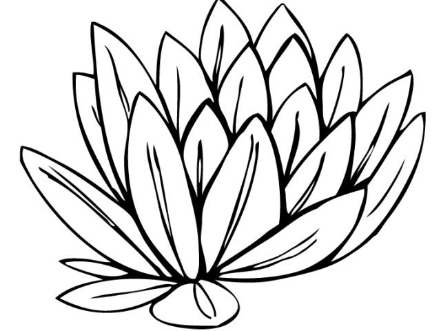 640x480 Water Lily Clipart Diagram