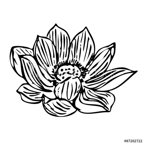 500x500 Water Lily Outline Isolated On White Background