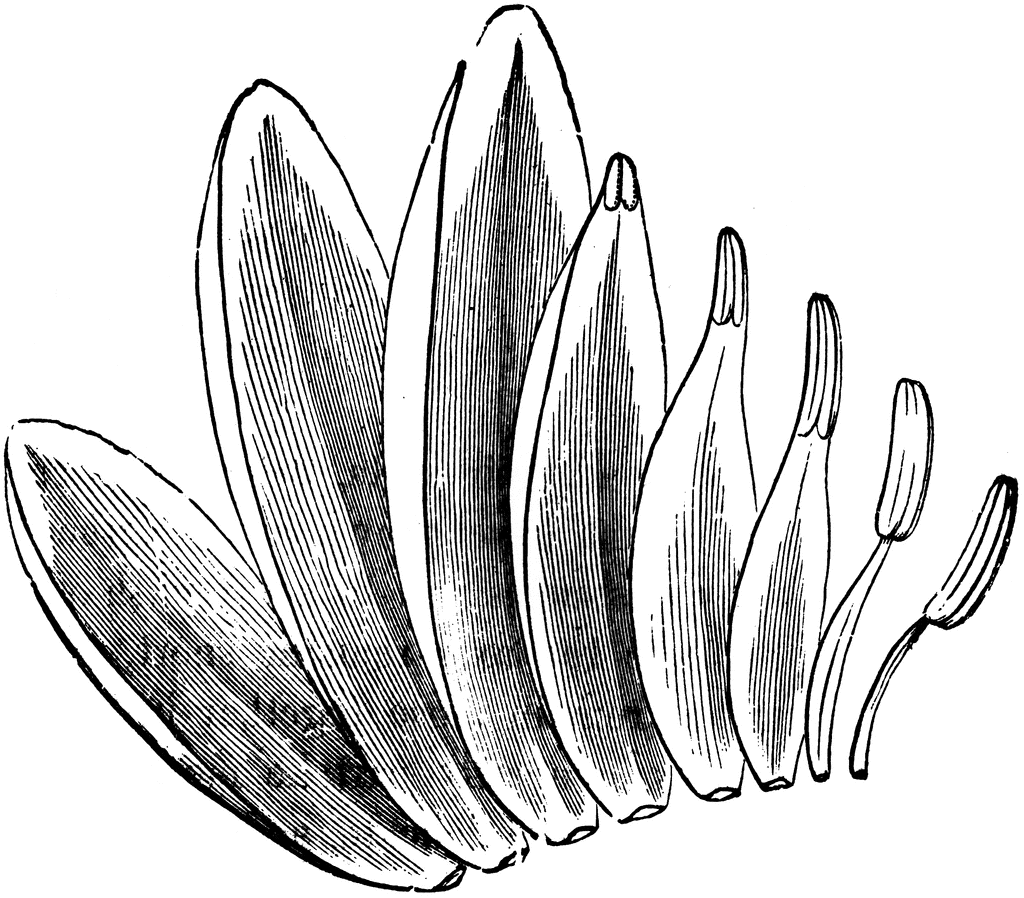 1024x898 White Water Lily Clipart Etc