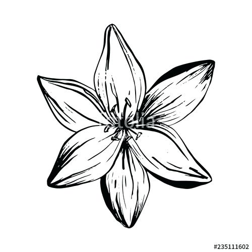 500x500 Drawing Of Lilies Running