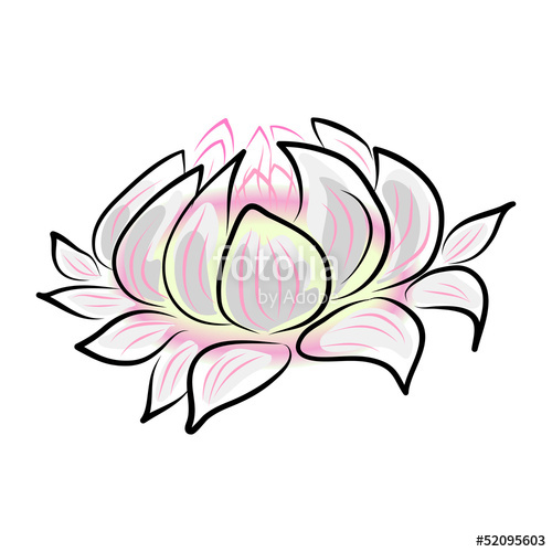 500x500 Hand Drawing Water Lily Flower Stock Image And Royalty Free