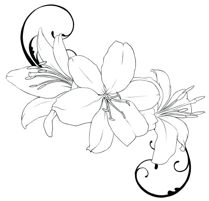 720x690 Lily Coloring Pages Collection Of Coloring Pages Wodpresseven Club