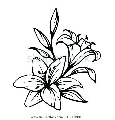 450x470 drawing lily flower draw lily flower step step drawing water lily