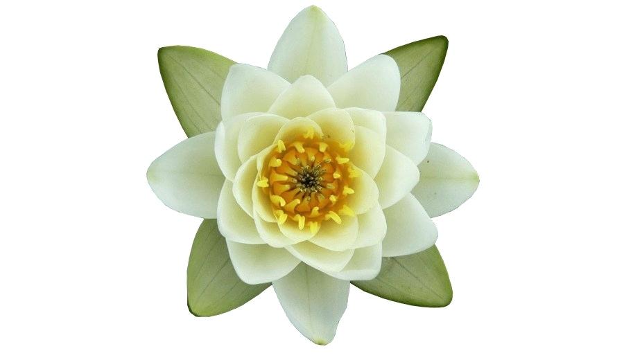 900x520 Drawing Pictures Of Flowers Lotus Simple Flower Drawings Step