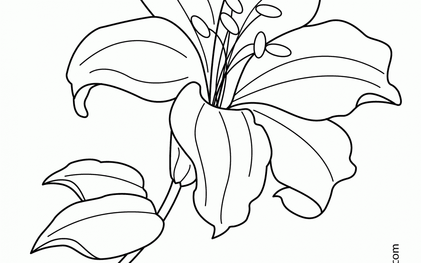1440x900 Flower Coloringges Printable Lily Awesome Tiger Coloring Pages Pad