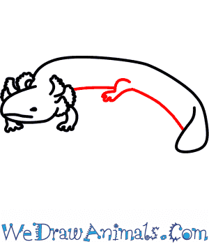 300x350 How To Draw A Mudpuppy