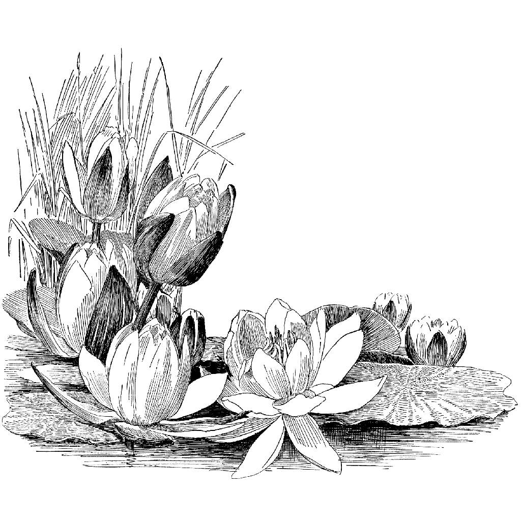 1024x1024 Water Lily Corner