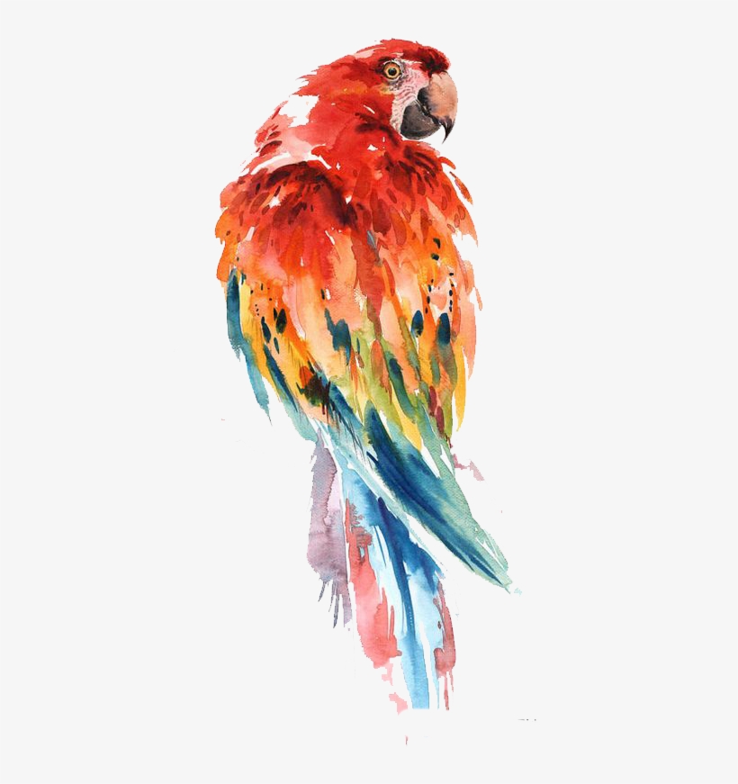 820x871 Parrot Watercolor Painting Bird Drawing Art