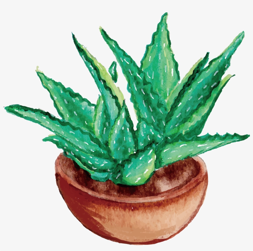 820x812 Aloe Vera Watercolor Painting Drawing