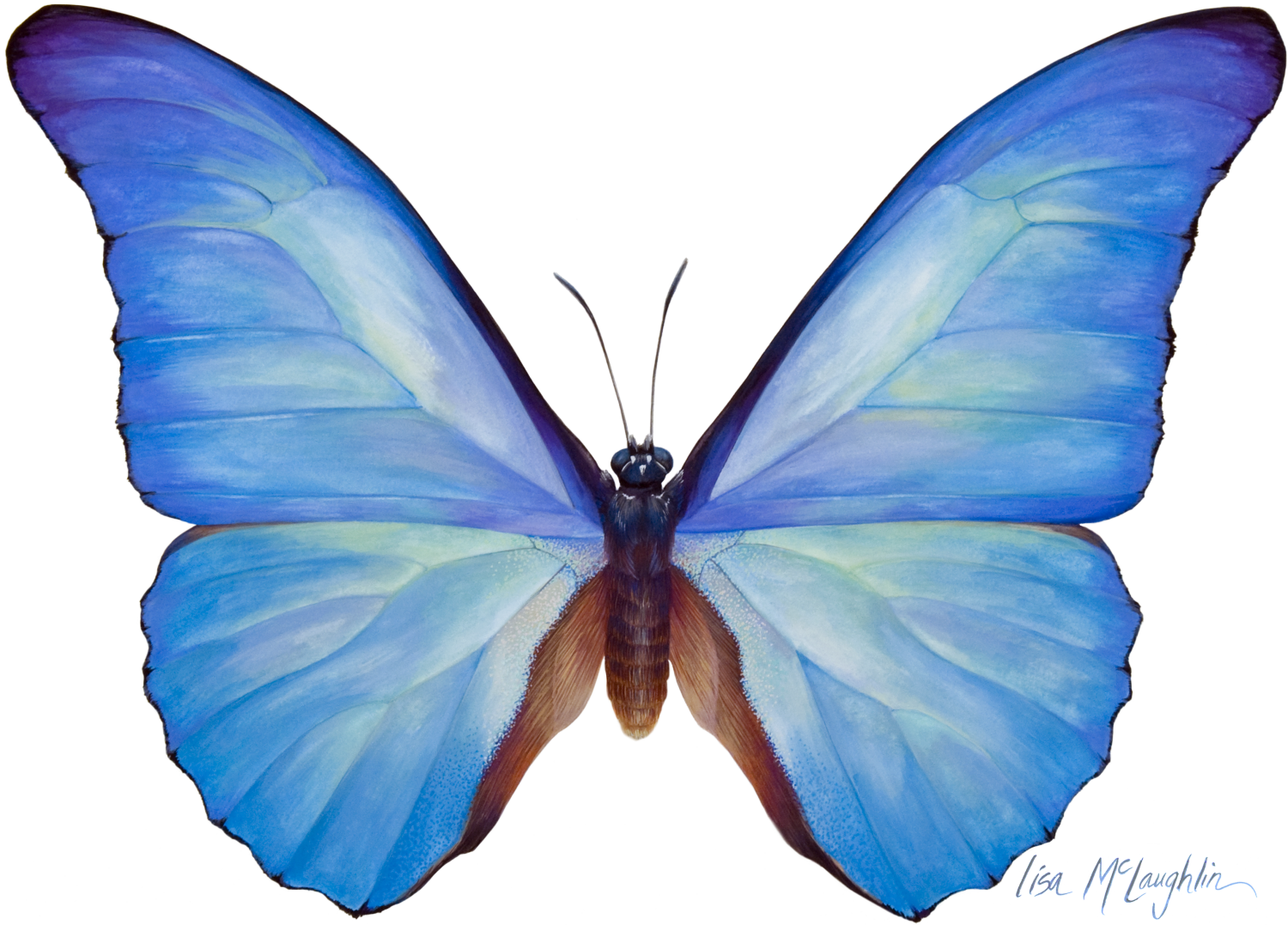 1500x1077 Collection Of Free Butterflies Drawing Watercolor Download On Ui Ex