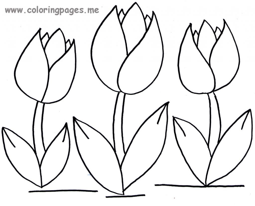 1024x828 Tulip Drawing Kid For Free Download