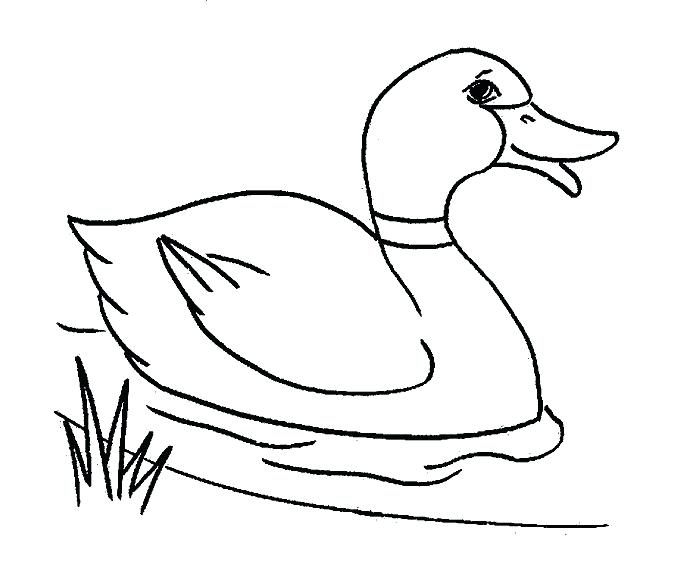 700x574 Ducks Coloring