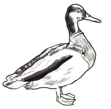 366x359 How To Draw A Duck, Step Ducksswans Duck Drawing, Drawings