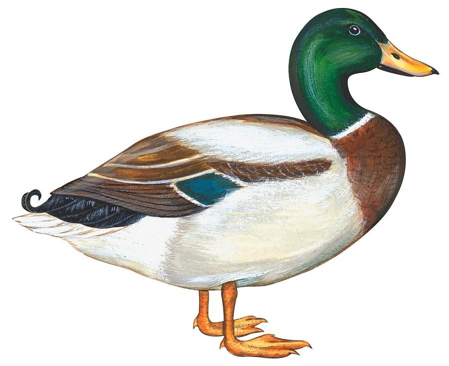 900x734 Mallard Duck Art, Duck Drawing, Duck