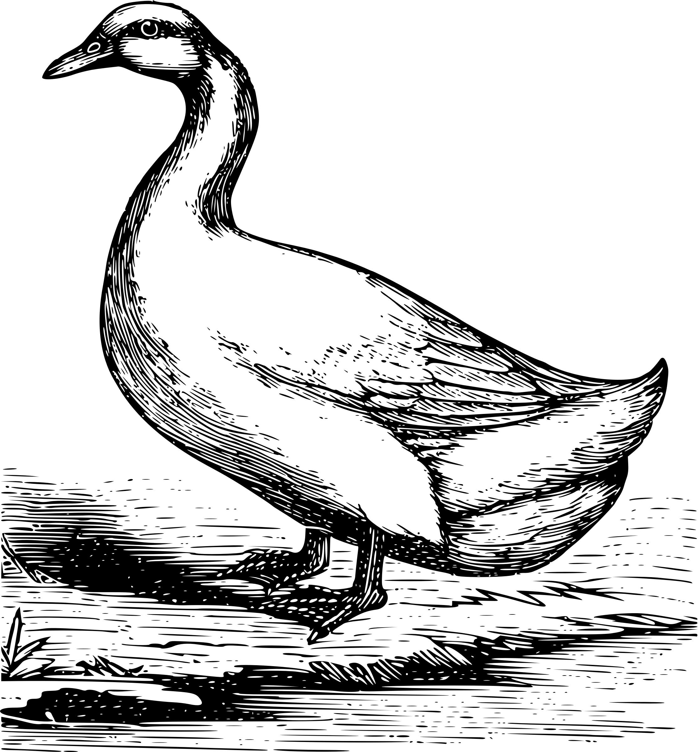 2230x2400 Duck Drawing Pekin Duck For Free Download