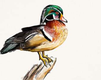 340x270 Wood Duck Drawing Etsy