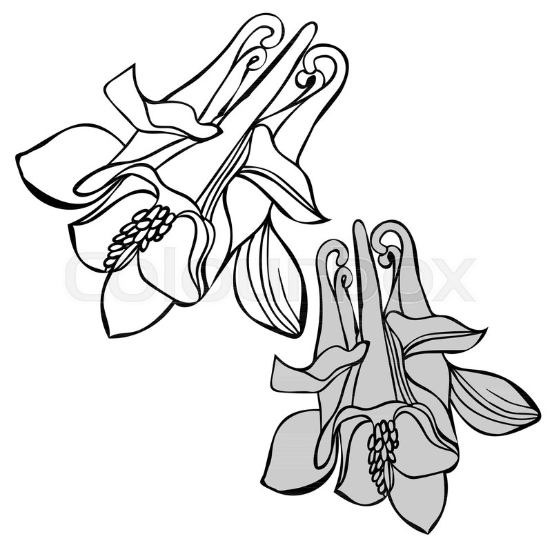 800x800 Beautiful Botanical Vector With Stock Vector Colourbox