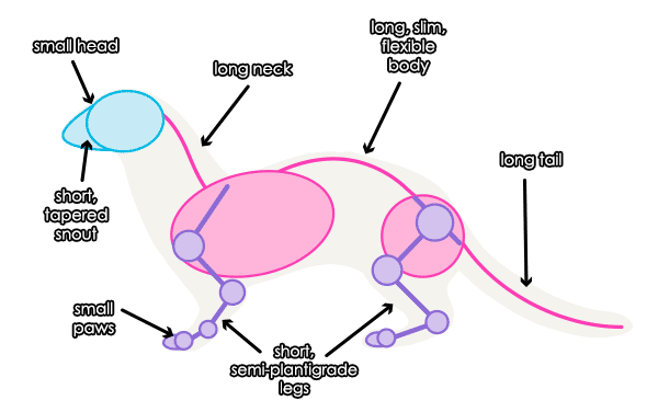 600x376 How To Draw Animals Weasels, Stoats, Minks, Polecats And Ferrets