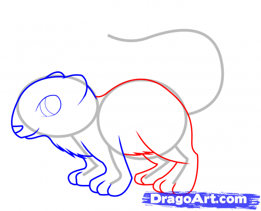 520x420 Step How To Draw A Weasel For Kids