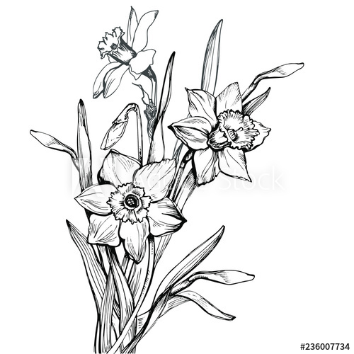 500x500 Bouquet With Hand Drawn Flowers Narcissus, Daffodils Isolated