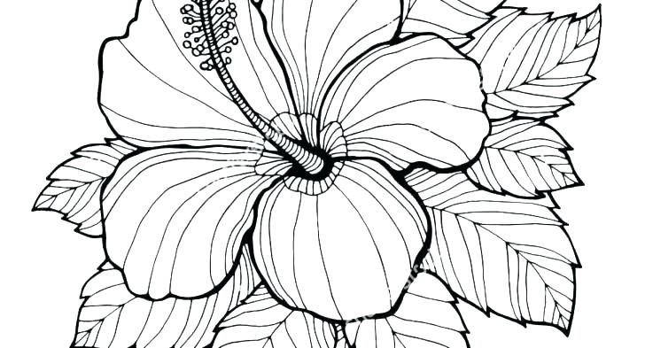 728x393 Coloring Pages Flower Bouquet With Flowers Wedding Splendid Of Pr