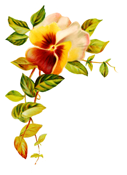 517x709 Collection Of Free Digital Drawing Flower Download On Ui Ex
