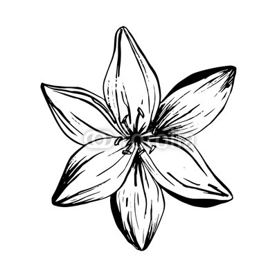 400x400 Hand Drawn Lilies Flowers Isolated On A White Background Lily