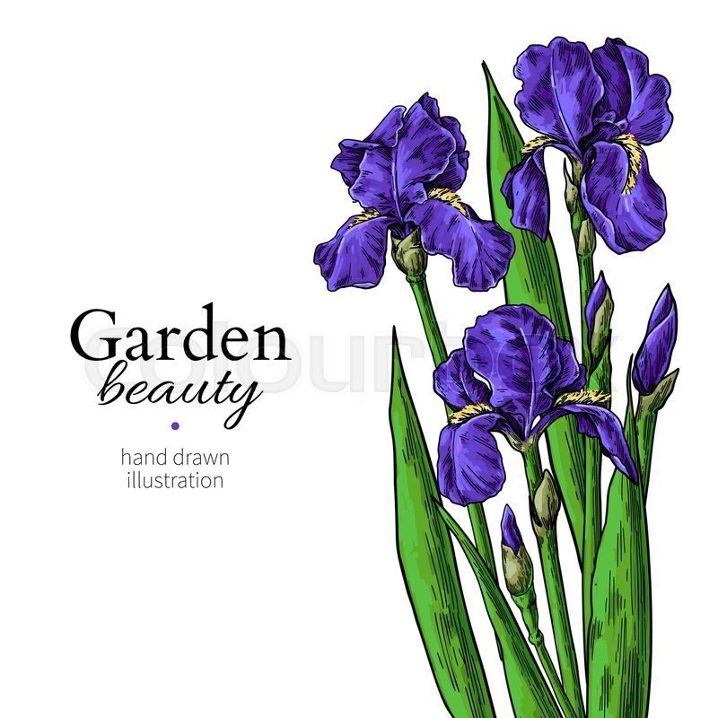 800x800 Iris Bouquet Flower And Leaves Stock Vector Colourbox