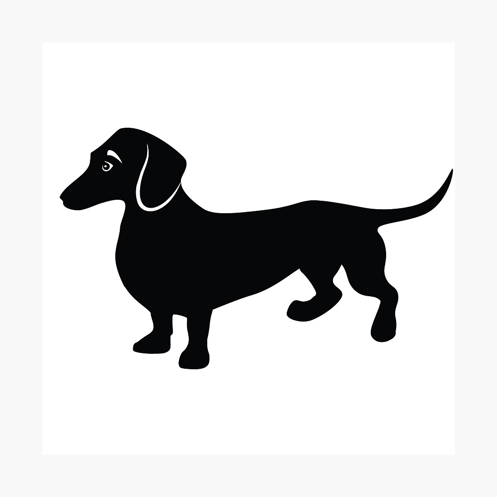 1000x1000 Cute Little Dachshund Drawing Photographic Print