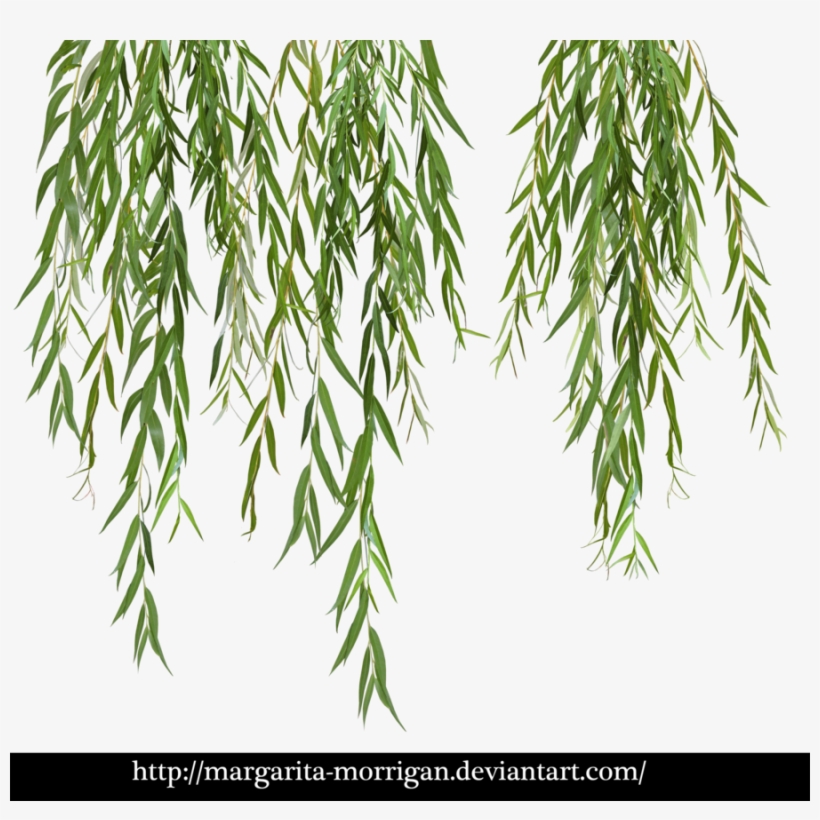 820x820 download willow tree branch png clipart weeping willow