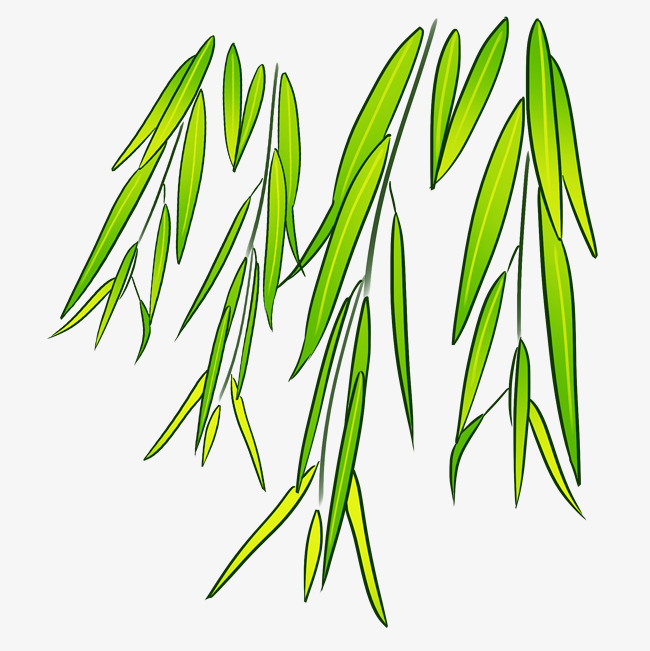 650x651 Hand Drawn Weeping Willow Leaves Illustration Image