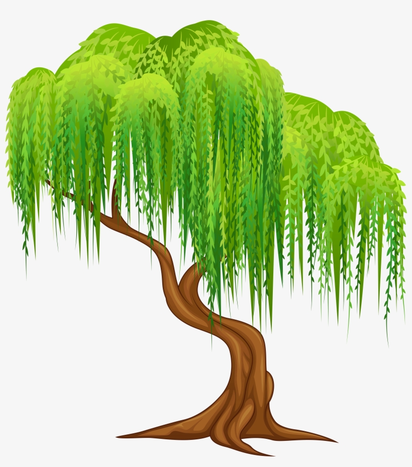 820x929 Weeping Willow Tree Clipart Transparent Png
