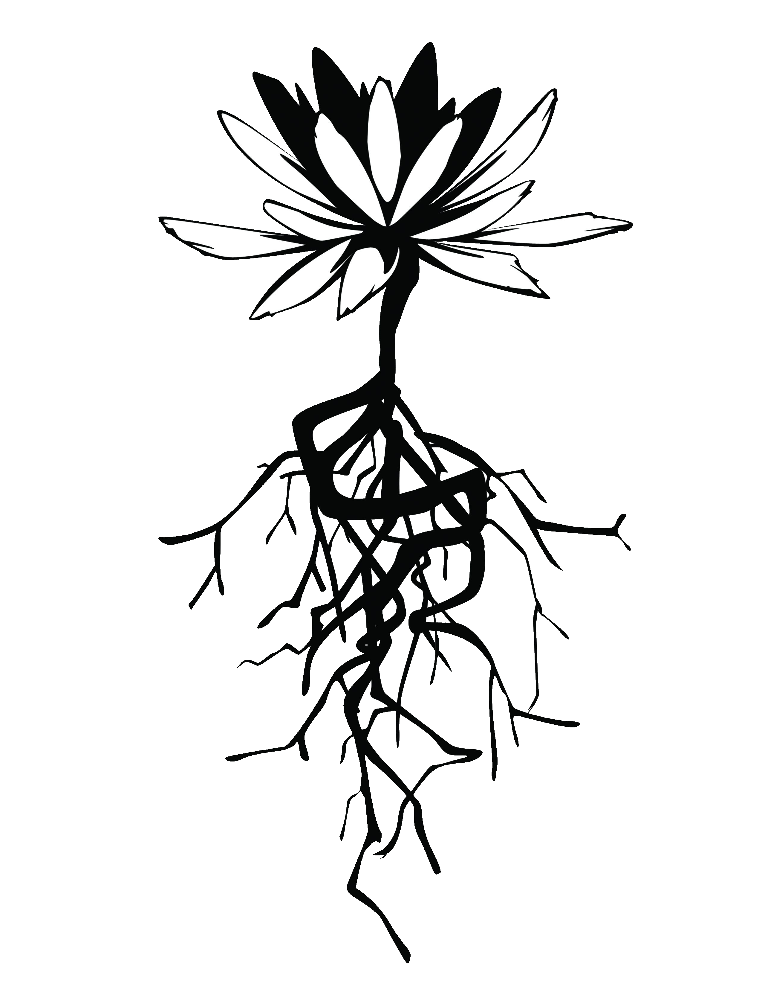 2550x3300 Willow Drawing Flower Transparent Png Clipart Free Download