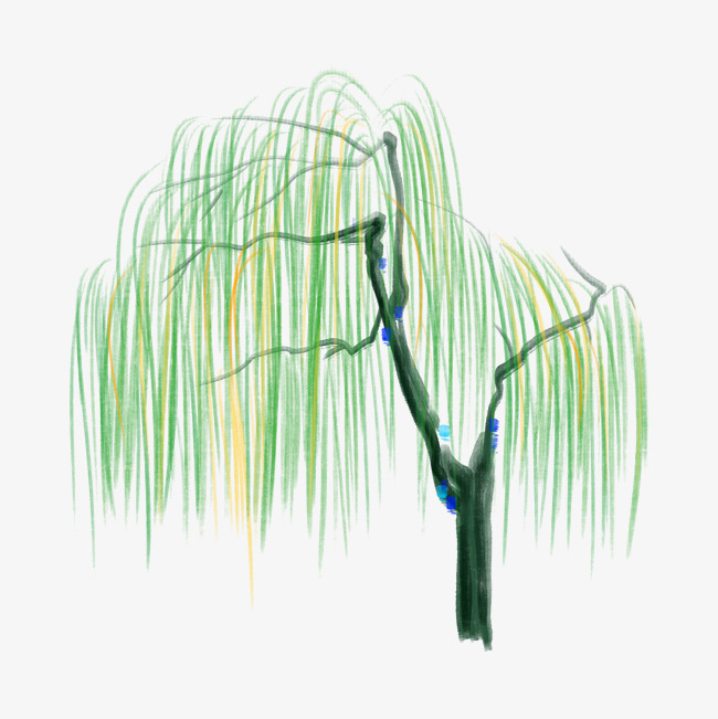 650x651 Hand Drawn Weeping Willow Illustration Image
