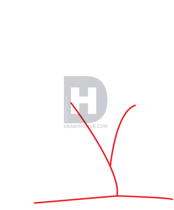 595x720 how to draw a willow tree, weeping willow, step