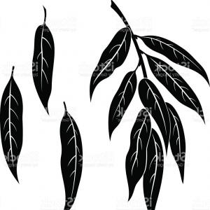 300x300 Weeping Willow Hand Drawing Set Of Vector Soidergi