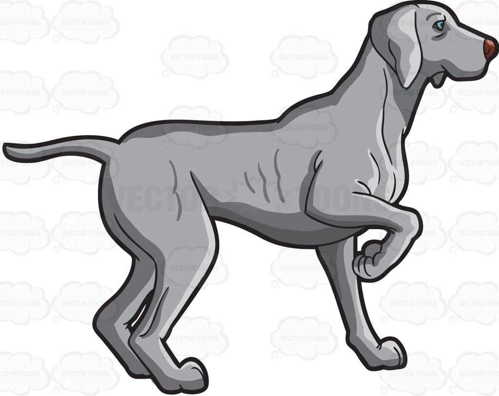 Weimaraner Drawing