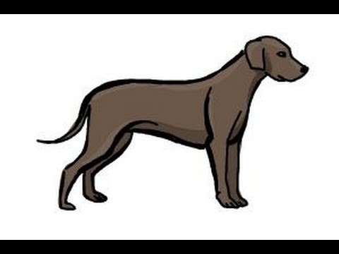 480x360 How To Draw A Simple Dog