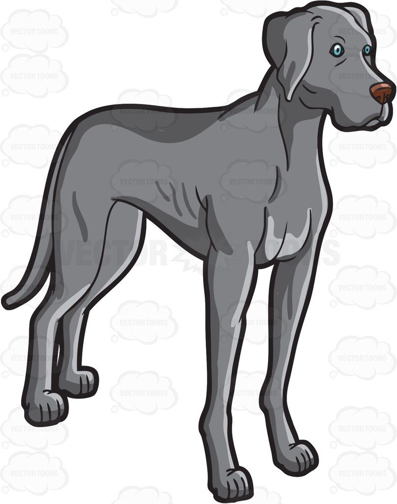 807x1024 A Tall Adult Weimaraner Dog
