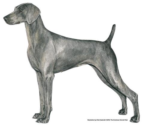 480x420 Weimaraner Products Akc Shop