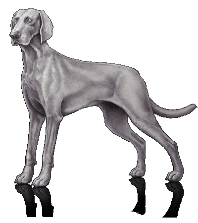 400x450 dogeyesearsskin aubrey animal medical center