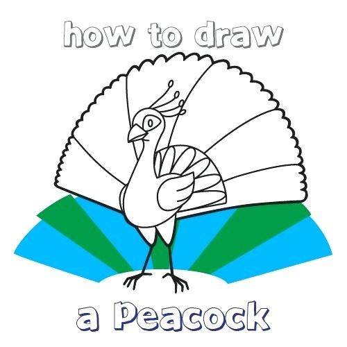 500x500 Peacock Drawing Easy