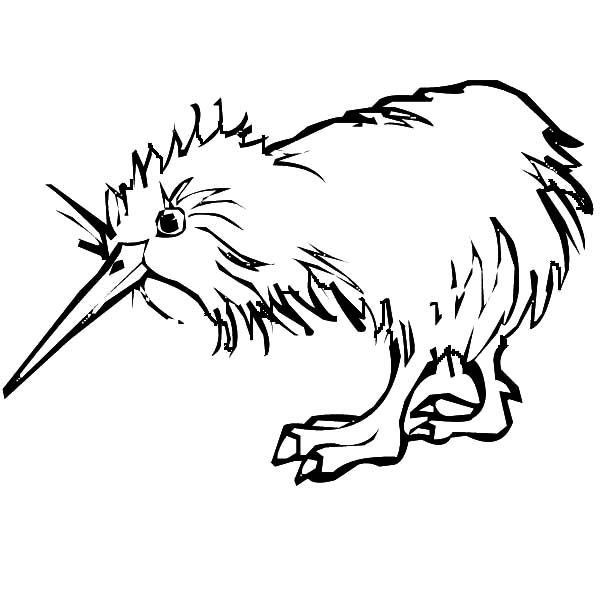 600x600 Kiwi Bird Wet Hair Coloring Pages