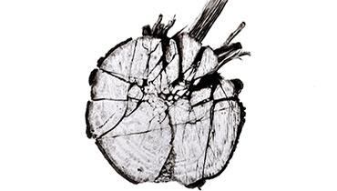 370x210 Events For Adults Wetlands