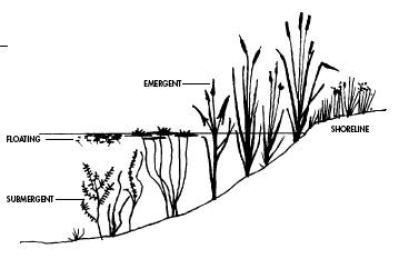 368x233 root river and wimmer wetland earthcache