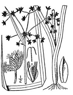 240x314 The Wild Garden Hansen's Northwest Native Plant Database