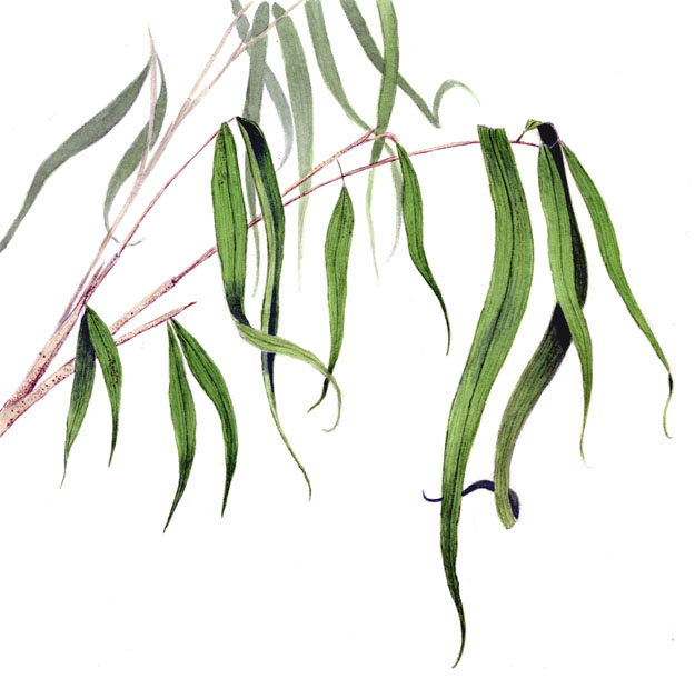 625x611 wetland plants