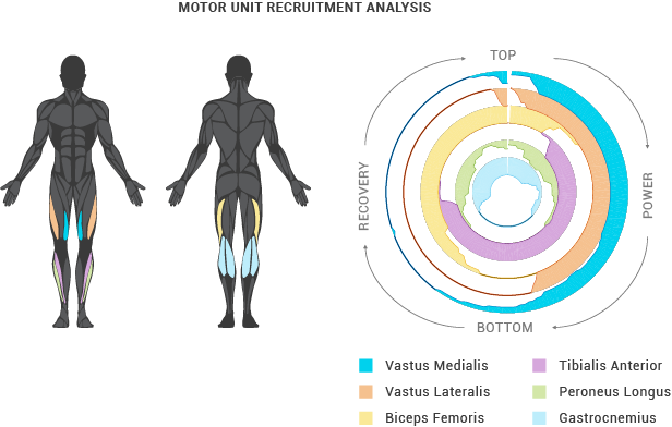 616x392 Neuro Muscular Coordination Dynamics In Sport