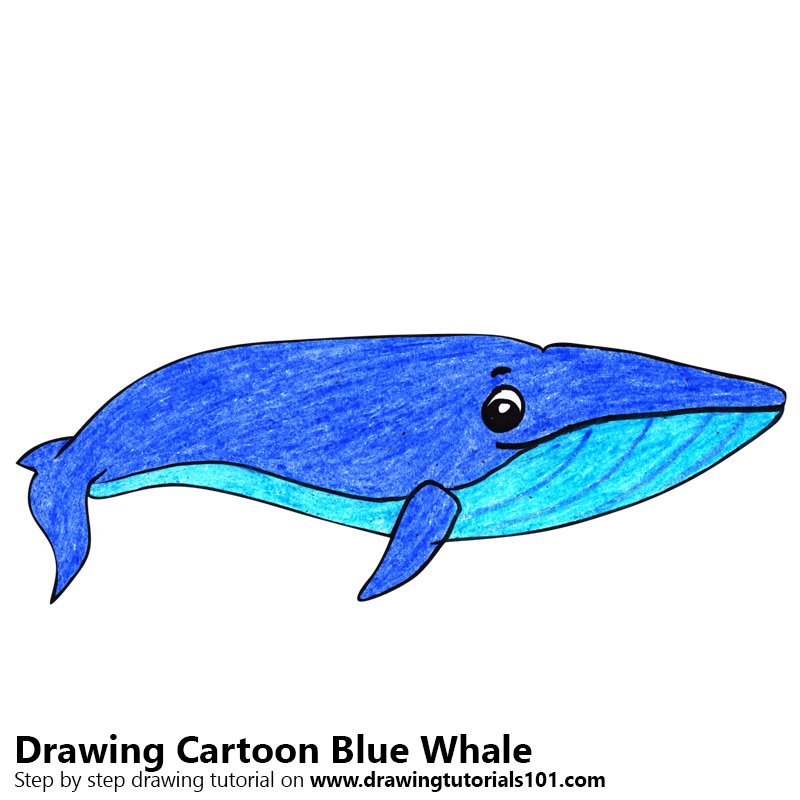800x800 Learn How To Draw A Cartoon Blue Whale