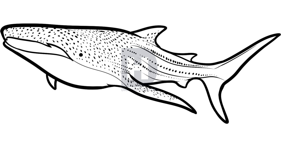 1080x553 How To Draw A Whale Shark, Whale Shark, Step